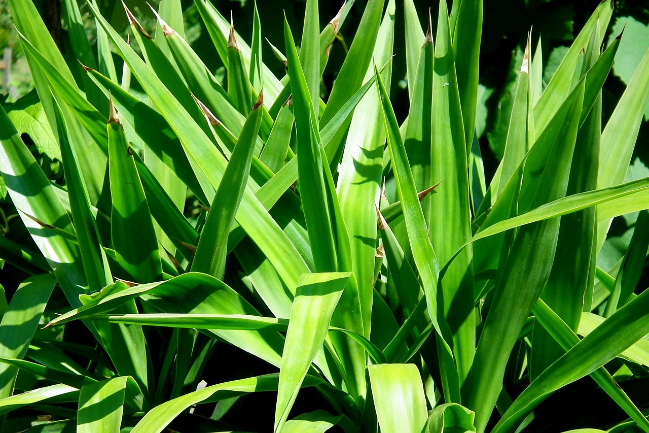 100 多张免费的“Yucca Plant”和“丝兰”照片 - Pixabay