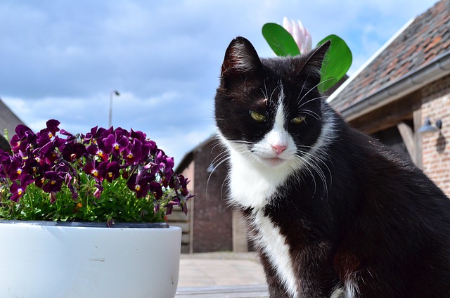 Free Cats Cat photo and picture