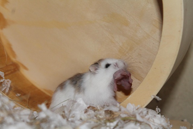 Free Roborowski Hamster photo and picture