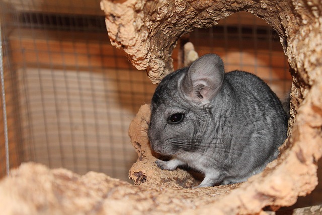 Free Chinchilla Gray photo and picture