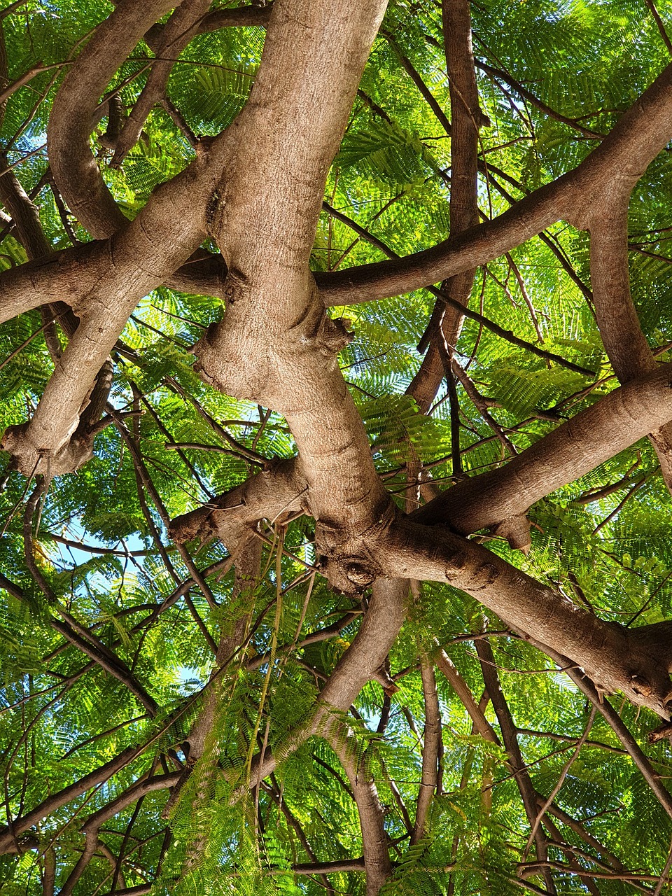 Árbol Verde Tronco Foto gratis en Pixabay Pixabay