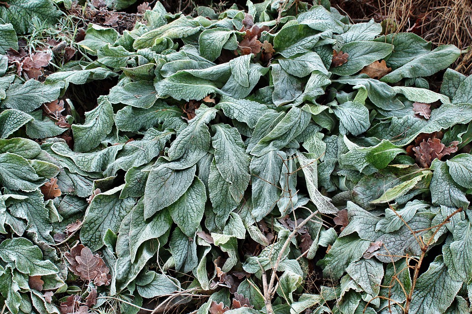 Digitalis Purpurea Alba Samen – Weißer Fingerhut, Mehrjährig, Ca. 100 Samen Für Den Garten