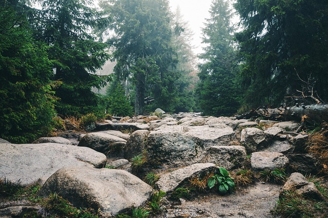 Wald, Wanderweg, Nadelbaum, Mystisch