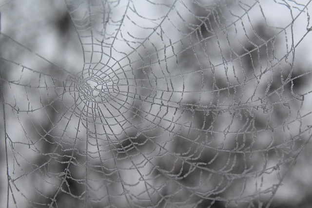 Free Winter Spider Web photo and picture
