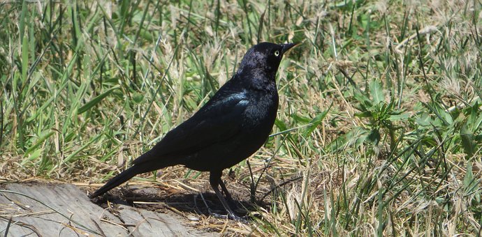 Free Bird Black photo and picture