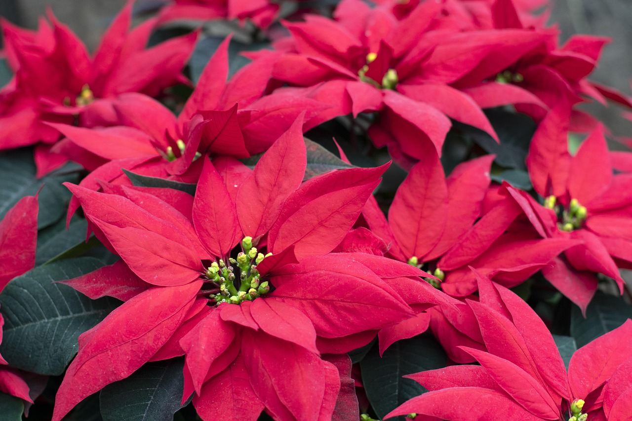 Poinsettia - free online jigsaw puzzle photo