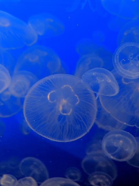 Kwallen, Zee, Monterey, Aquarium