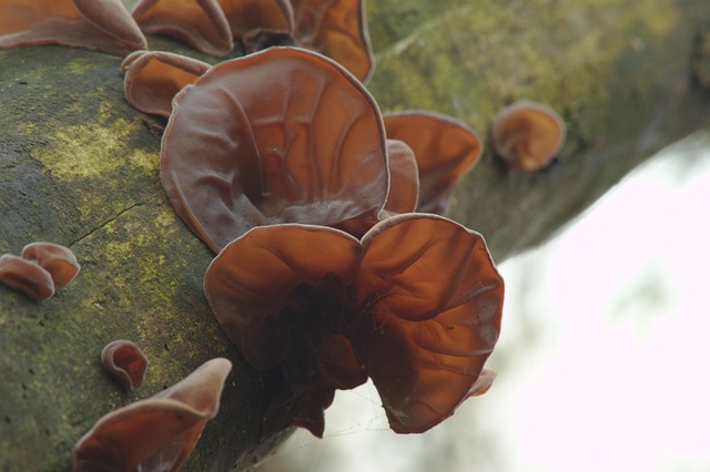 Free Judas Ear Jews Ear photo and picture