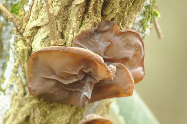 Free Judas Ear Jews Ear photo and picture