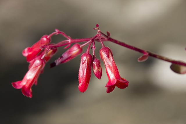 Blomst, Blomst Baggrund, Blad, Blomster