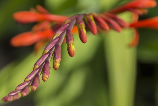 Blad, Natur, Blomst Tapet, Blomst