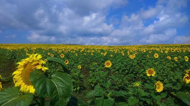 Bulgarien, Sunflowers, Ebenen, Himmel