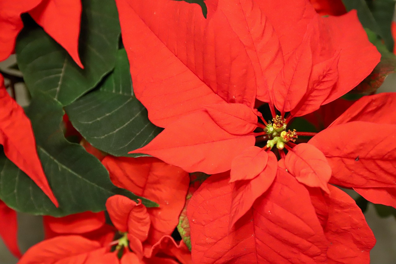 200+ Free Poinsettia &amp; Christmas Photos - Pixabay