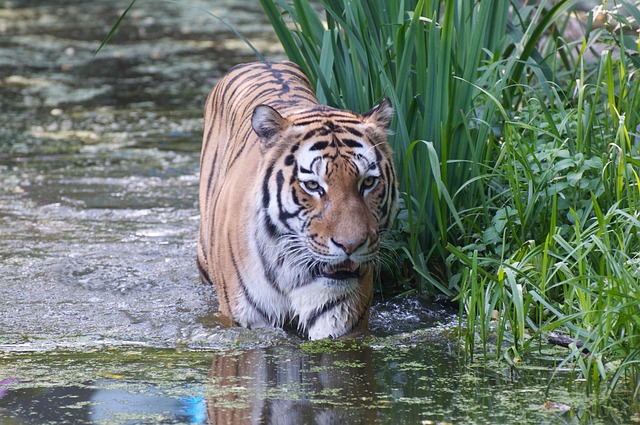Free Tiger Zoo photo and picture