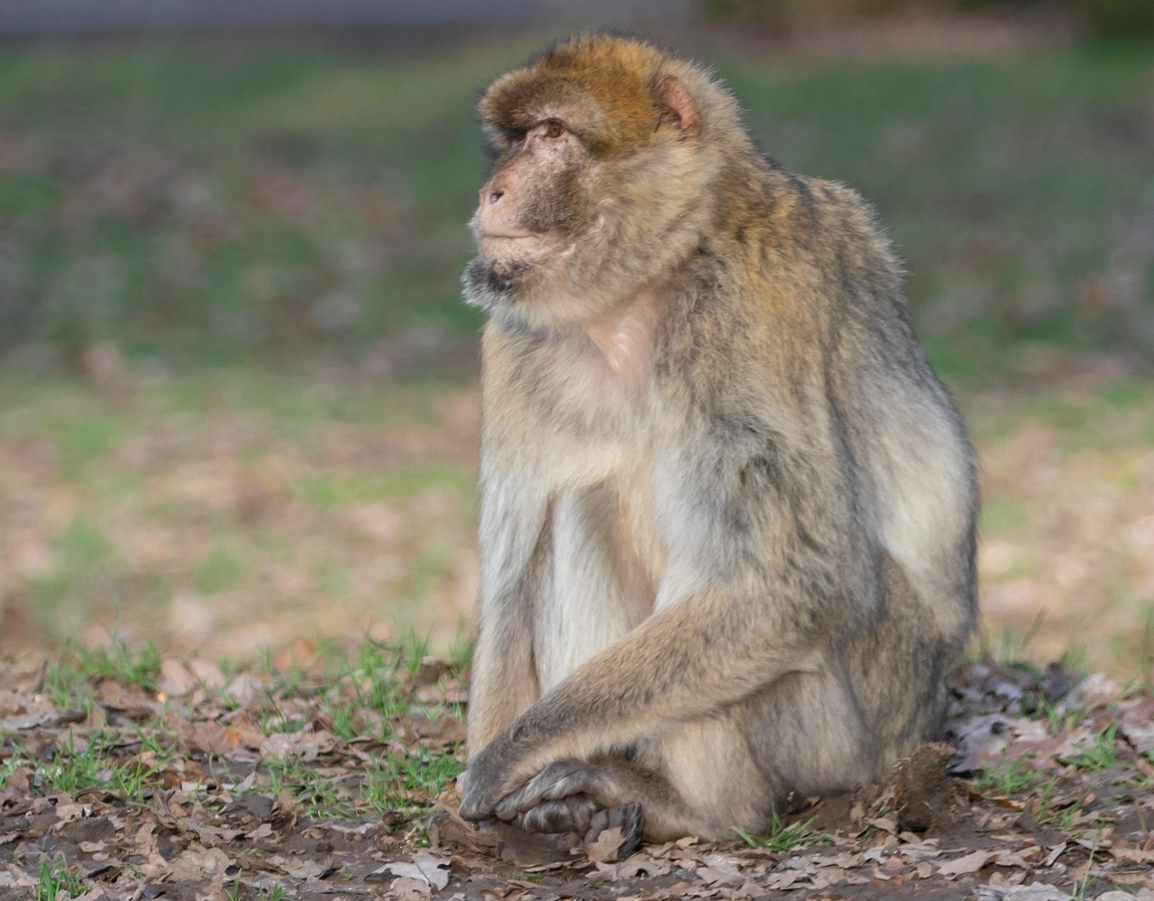 Barbary Macaque - free online jigsaw puzzle photo