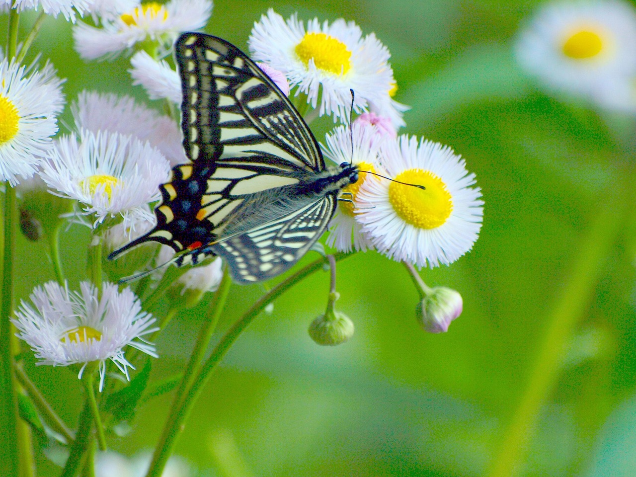 Natural Organism Insect - Free photo on Pixabay