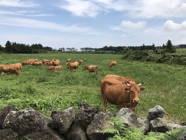 Free Cow Animal photo and picture