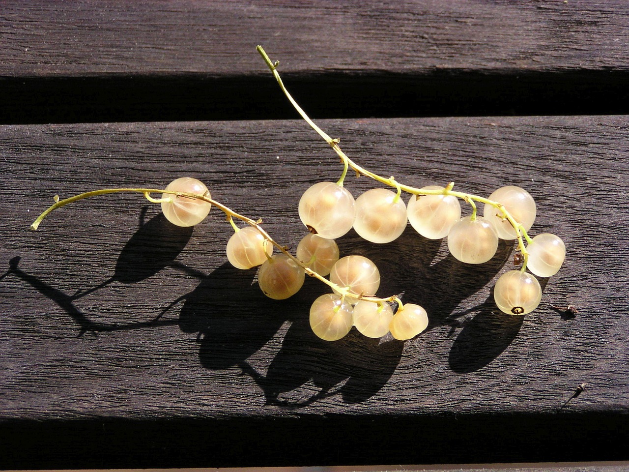 Beeren Johannisbeeren Obst - Kostenloses Foto auf Pixabay - Pixabay