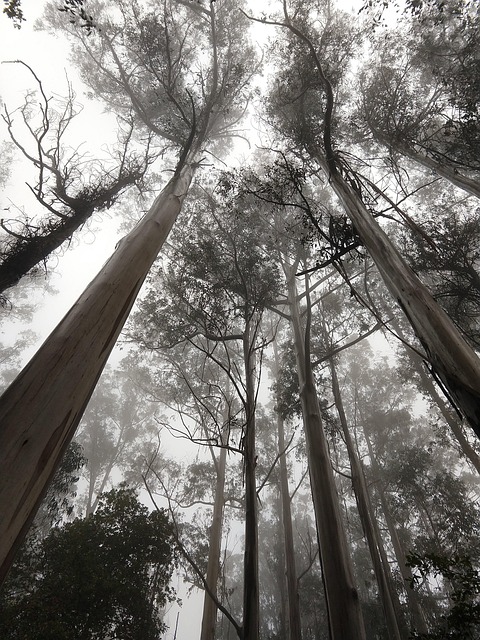 Free Trees Fog photo and picture