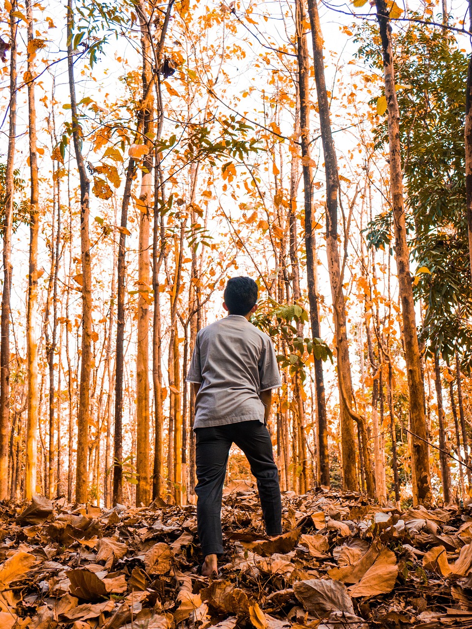 Life Natural Plant - Free photo on Pixabay