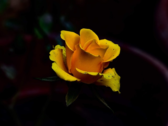 Rose, Gul Rose, Blomst, Gul, Blomstre
