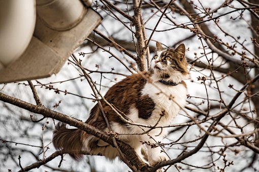 Free Cat Tree photo and picture