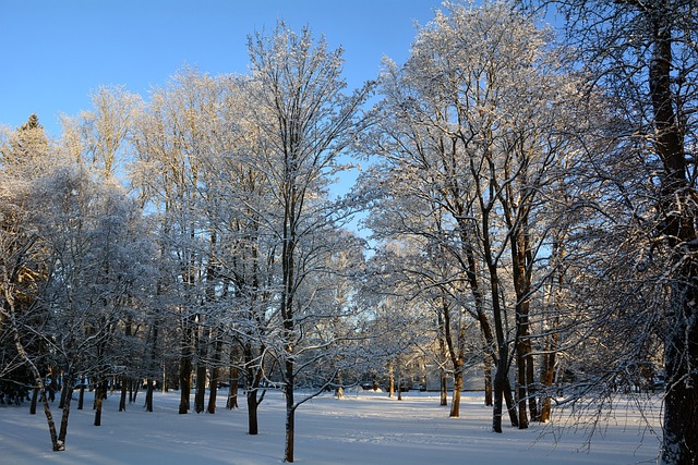 Free Winter Trees photo and picture