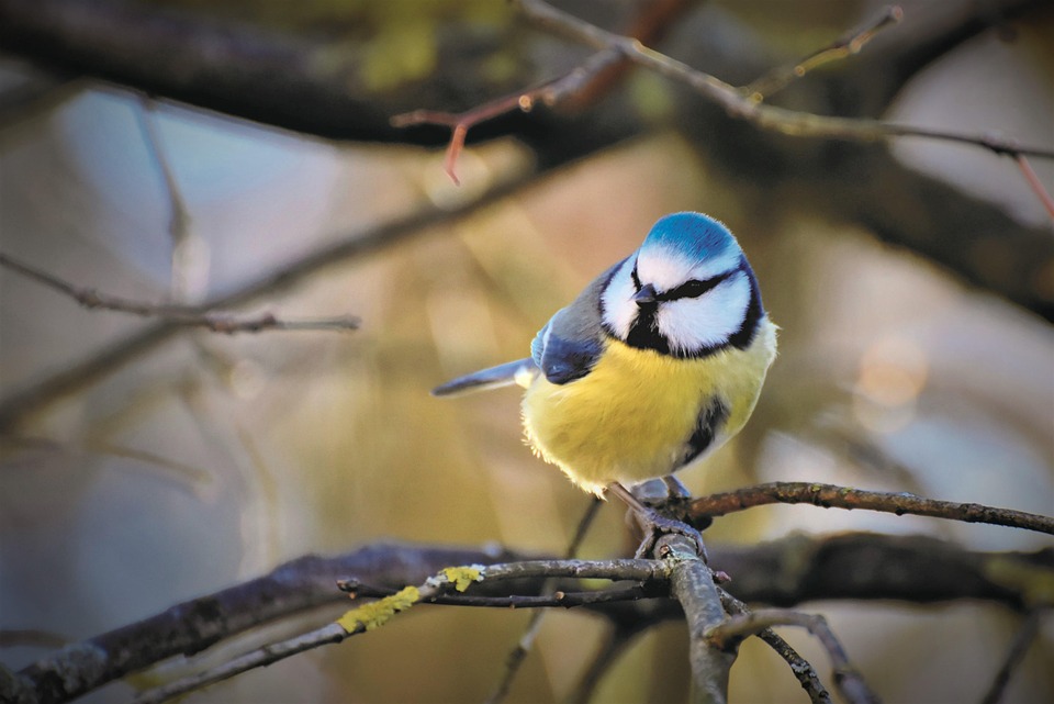 Blaumeise, Meise, Singvogel, Vogel, Kleinvogel, Tier