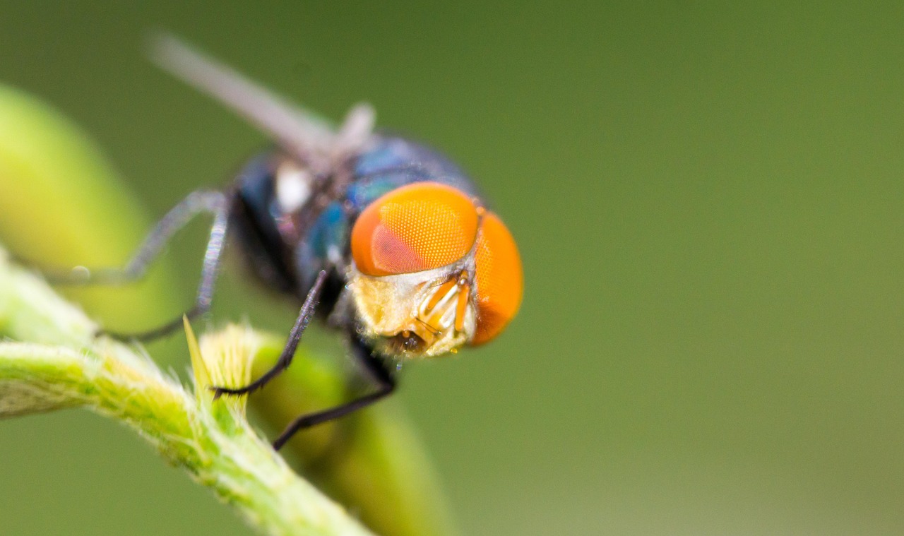 Macro Fly Insect Macro Insect Fly - Free photo on Pixabay - Pixabay