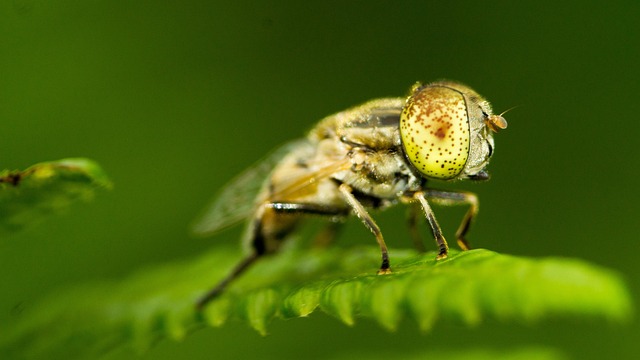 Macro Fly Insect Macro Fly Insect - Free photo on Pixabay - Pixabay