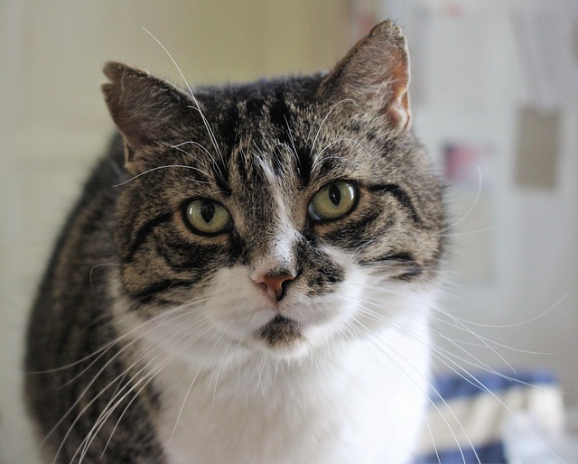 Free Cat Pet photo and picture