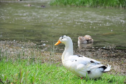 30以上の無料白鴨 鳥画像 Pixabay