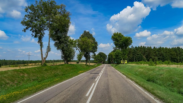 Straße, Baum, Bäume, Wald, Natur