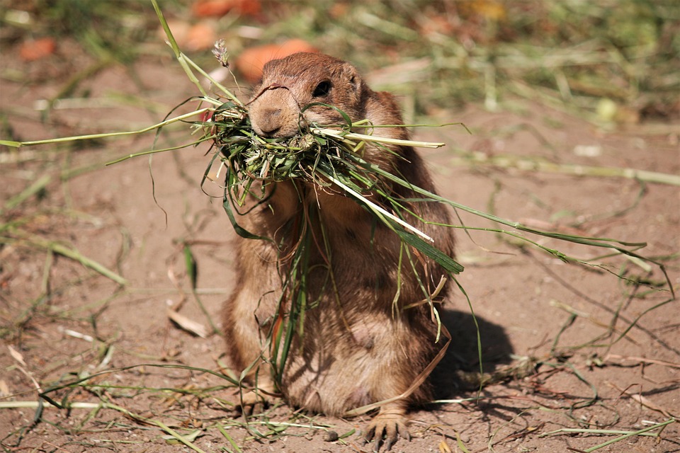 Woodchuck Winter Feed Freedom Free photo on Pixabay Pixabay