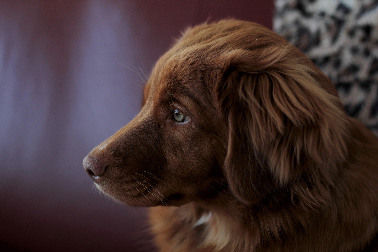 Download free HD stock image of Puppy Free Puppy photo and picture