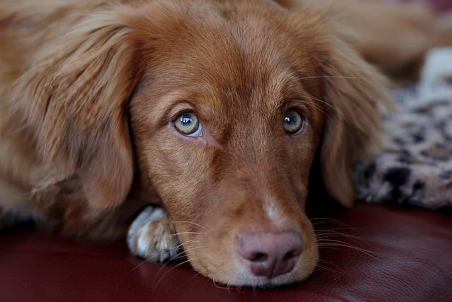 Download free HD stock image of Puppy Free Puppy photo and picture
