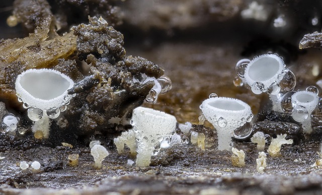 Hongos Micro Hongos Micro Diminuto - Foto gratis en Pixabay