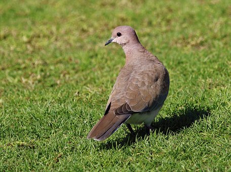 Free Dove Pigeon photo and picture