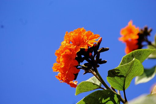 Free Flower Nature photo and picture