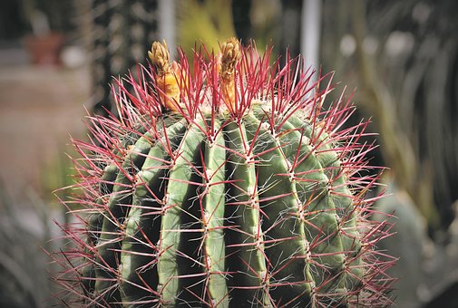 500以上の無料砂漠の植物 カクタス画像