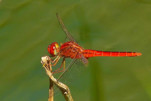 Libélula, Insectos, Vermelho