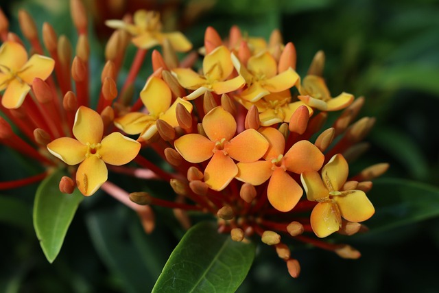 Bloom Orange Blomst, Have, Blad, Ixora