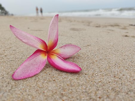 Strand, Blüte, Plumeria, Paar, Romantik