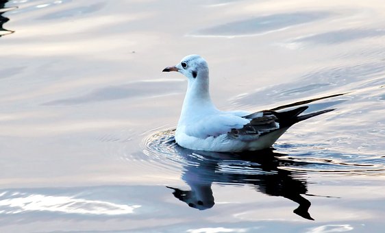 Free Swan Bird photo and picture