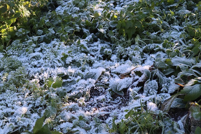 Free Snow Could photo and picture