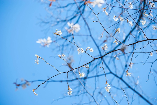 Weiß, Blumen, Baum, Feder, Garten