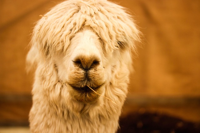 Engraçado, Alpaca, Animal, Cabeça