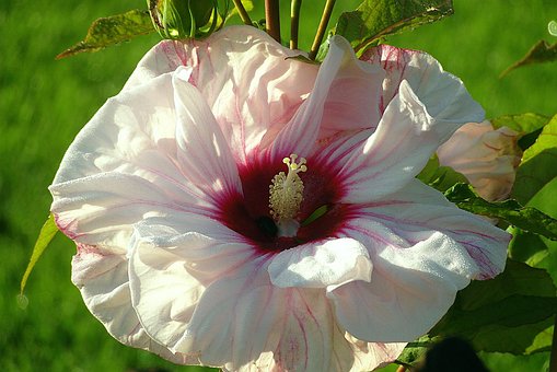 600以上の無料エキゾチックな花 花画像 Pixabay