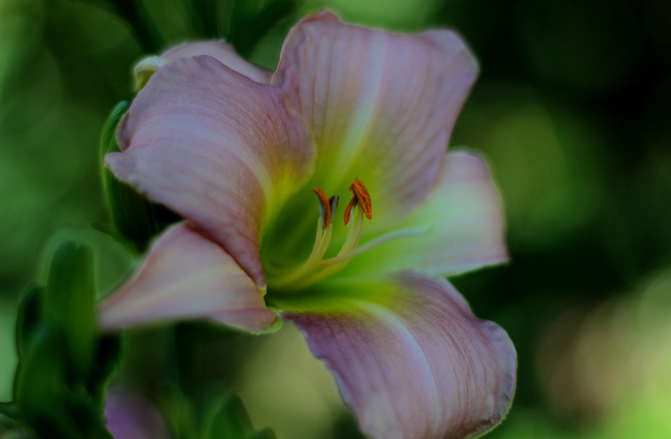 Hemerocallis Catherine Woodsbury - Photo gratuite sur Pixabay - Pixabay