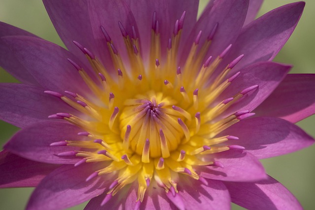 Free Water Lily Flowers photo and picture